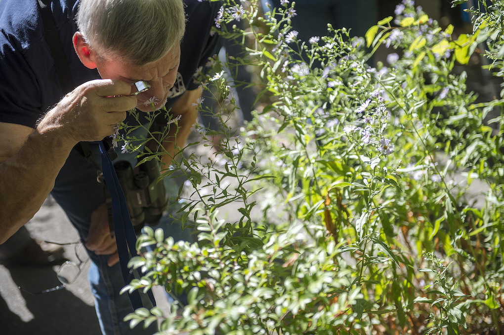 Person looks at plant with hand lense.
