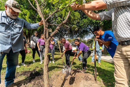 Students at a university work together to plant a tree.