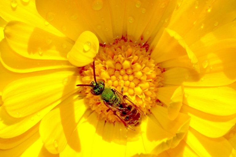 Yellow-orange flower with green and striped sweat bee