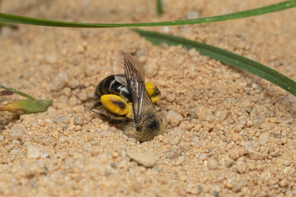 A striped, shiny bee with yellow pollen on its hind legs with its head buried digs in tan sand.