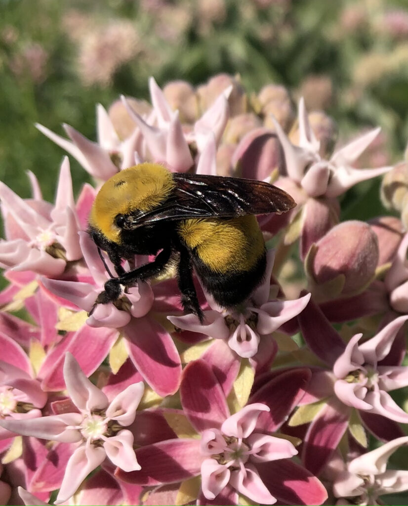 A beefy, fuzzy black and yellow bumble bee nectars on a cluster of spikey pink milkweed flowers.