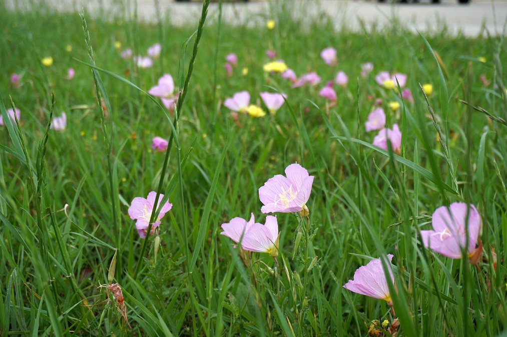 Delicate pink flowers bloom close to the ground, in a lush green lawn.