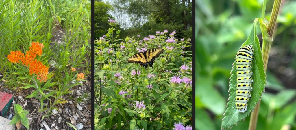 Three garden photos, side by side: An orange group of small flowers, a yellow and black swallowtail butterfly on light purple flowers, and a green, yellow, and black swallowtail caterpillar.