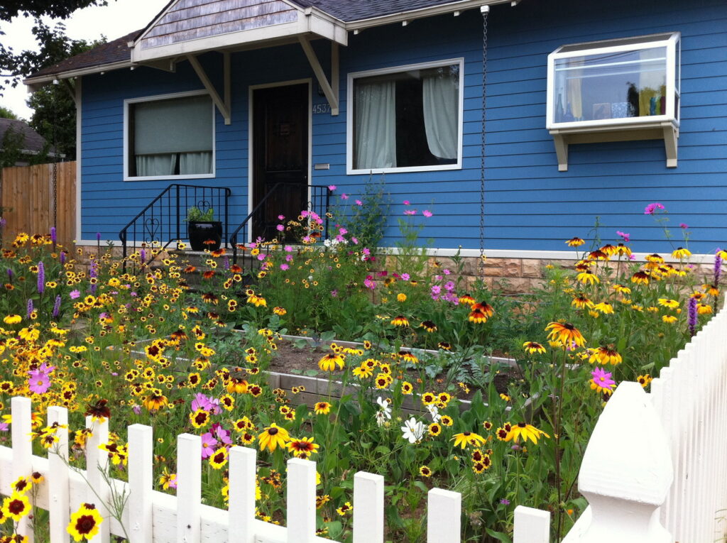 Colorful, mostly yellow flowers bloom in a small front yard, with a white fence framing it, a blue house with a small awning and two windows is in the background.