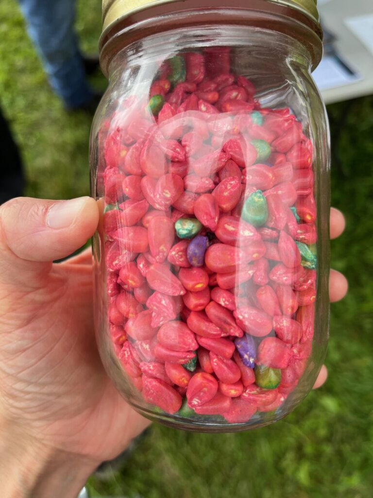 A glass jar is held in a person's hand. Brightly dyed corn kernels fill the jar, mostly red-coloered.