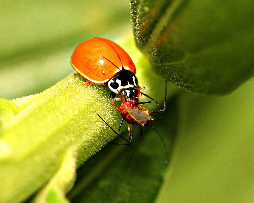 A closeup photo of a red ladybug eating a red and black insect on a green stem.