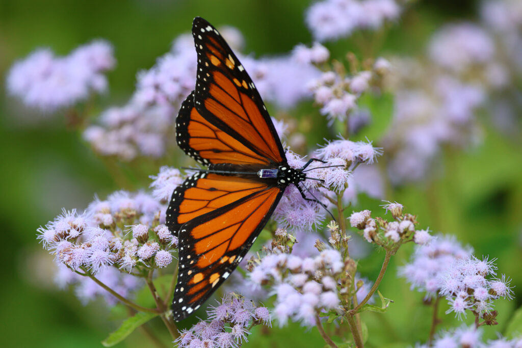 An orange and black monarch on light purple bunches of flowers. There is a small square of plastic tag on its back, with a long antennae sticking off of the tag.