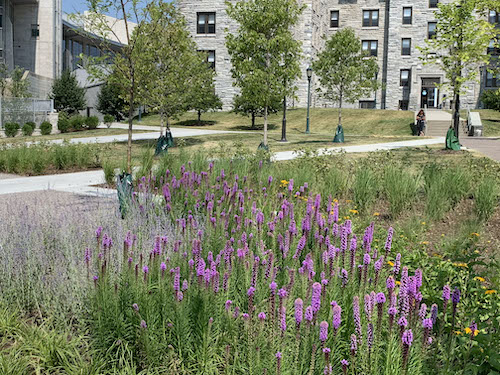 A pollinator pocket garden on a campus with trees and buildings in the background.